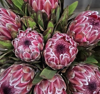 Protea Pink Ice 60cm (7 Dias - 2)