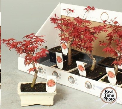 P. Bonsai Ov. 15/25cm x6