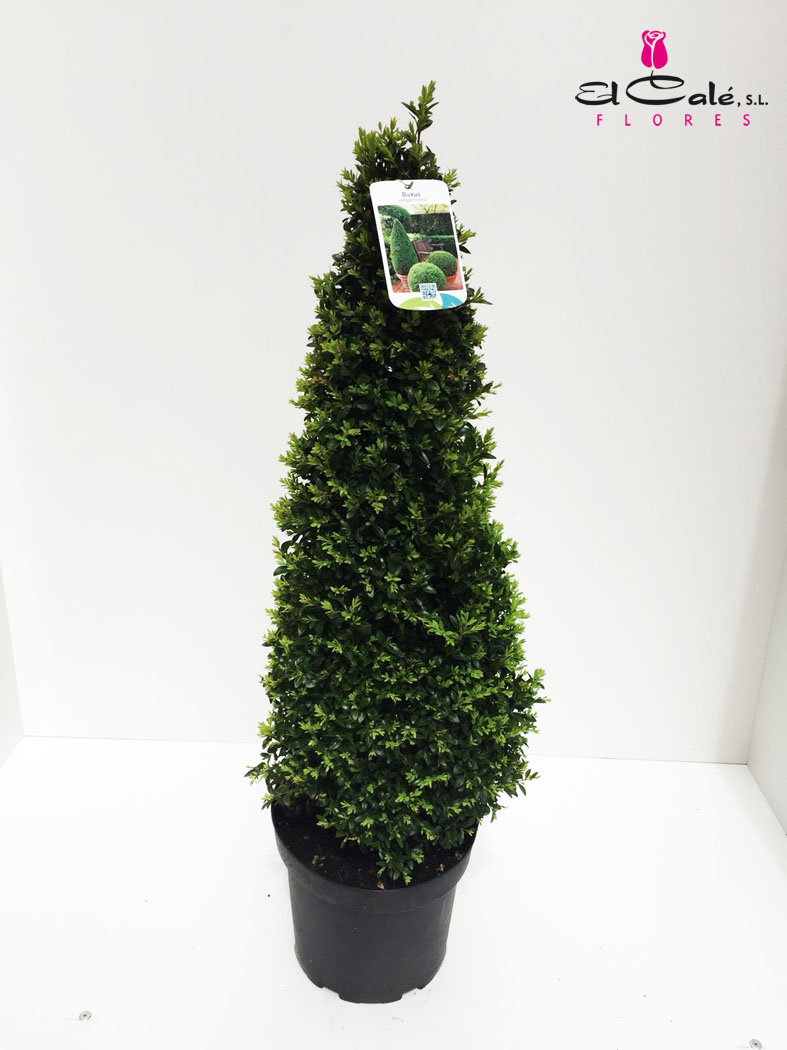 P. Buxu Sempervirens pi 23/95cm
