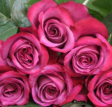 Rosa Col. Violet Hill 60cm