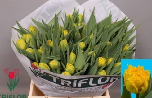 Tulipan Hol. Dentado Mon Amour 35cm Ama