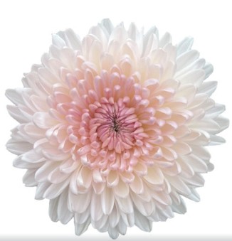 Uniflor Col. Fairytale Bl.