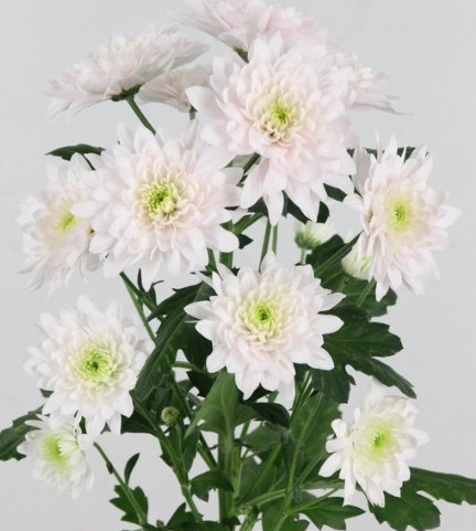 Margarita Col. Pastela Rose Rs.
