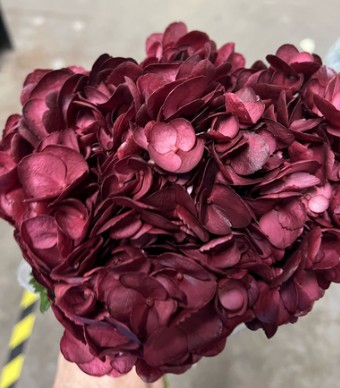Hortensia Select Burdeos 60cm 15/16