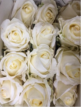 Rosa Col. White Chocolate 80cm
