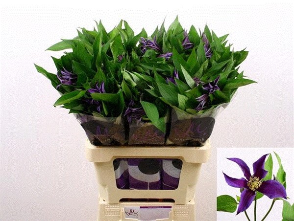 Clematis  Amazing Oslo 50cm Az. (7 Dias - 2)