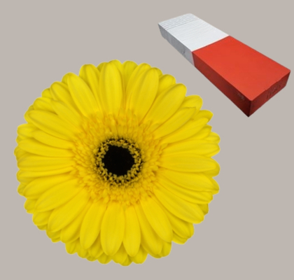 Gerbera Hol. Westeros Am. "T25" (7 Dias - 2)