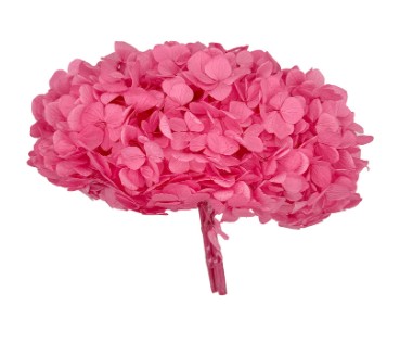 Hortensia Preservada Premium Candy Pink 15-20cm