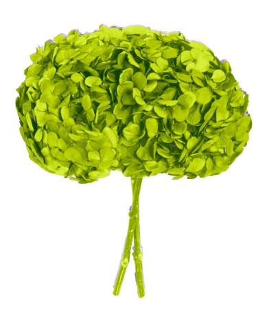 Hortensia Preservada Premium Verde Pistacho 15-20cm
