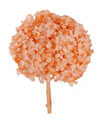 Hortensia Preservada Premium Naranja 15-20cm