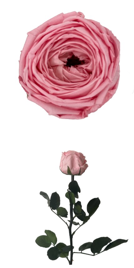 Rosa Preservada Verdissimo Jardin Rosa 5x27.5Hcm