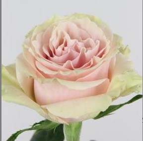 Rosa Hol. Pink Mondial 50cm