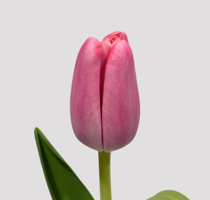 Tulipan Hol. Tresor 45cm Rs.