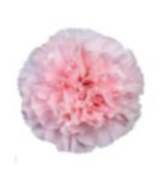 Clavel Col. Fancy Viviane