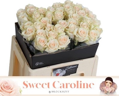 Rosa Hol. Sweet Caroline 55cm A2
