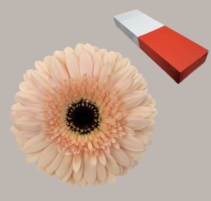 Gerbera Hol. Cafe Del Mar "T25" (7 Dias - 2)