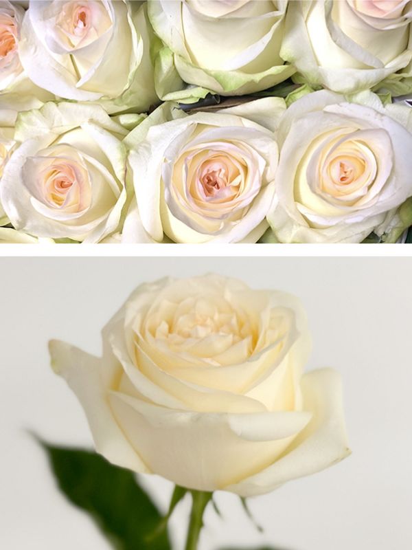 Rosa Col. Candlelight 60cm