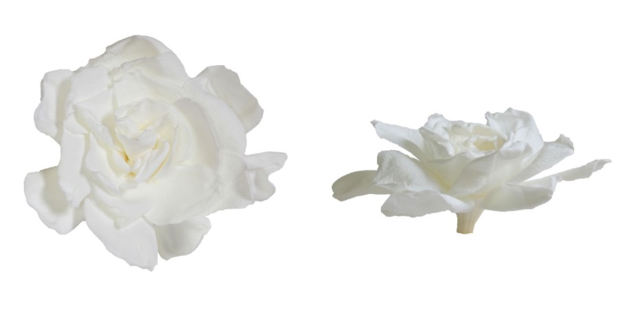 Gardenia Preservada Blanca (3 Cabezas) 6-9cm