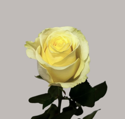 Rosa Hol. Cream unique 60cm