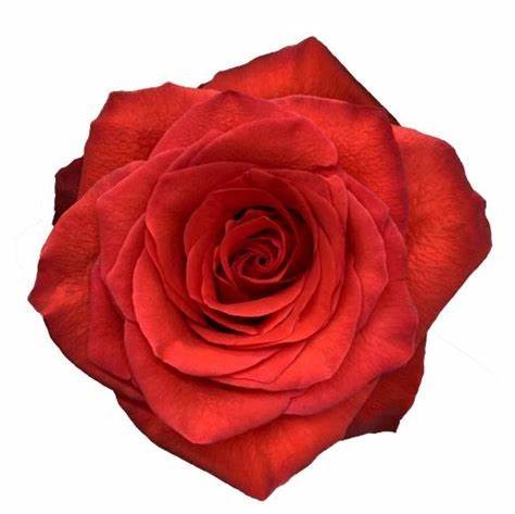 Rosa Col. Bromo 60cm Nj