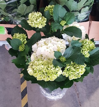 P. Hortensia Nac. Blanca 21/55cm x5  -Mesado-