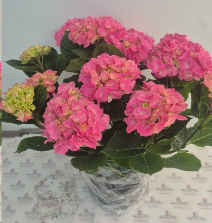 P. Hortensia Nac. Rosa 21/55cm x5  -Mesado-