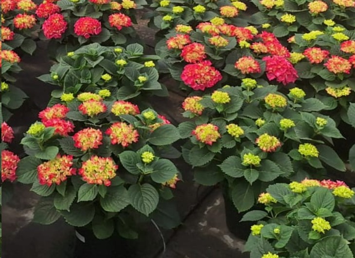 P. Hortensia Nac. Fresa 21/55cm x5 -Mesado-