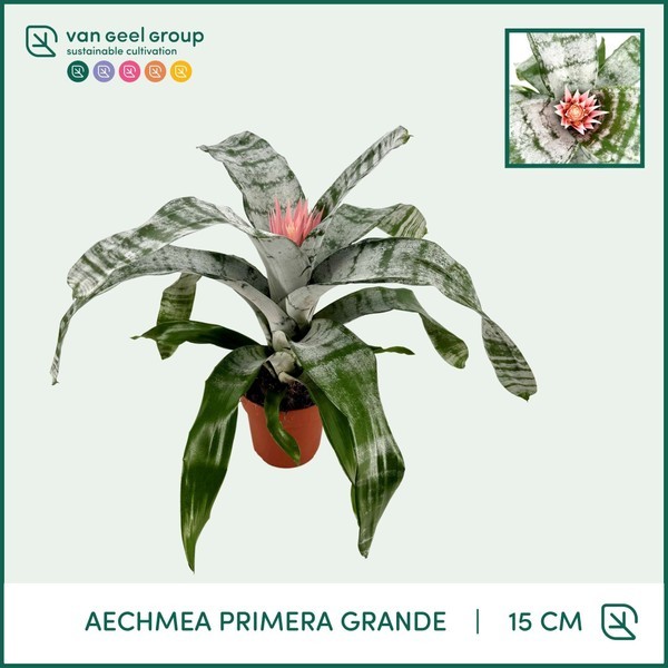 P. Aech Fas Primera 15/60cm x6