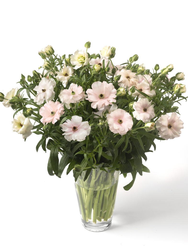 Ranunculos Hol. Butterfly Ariadne 50cm 45gr "T10"