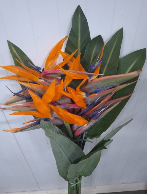 Strelitzia 90cm + hojas