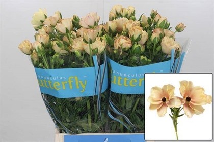 Ranunculos Hol. Butterfly Hestia 50cm 45gr "T10"