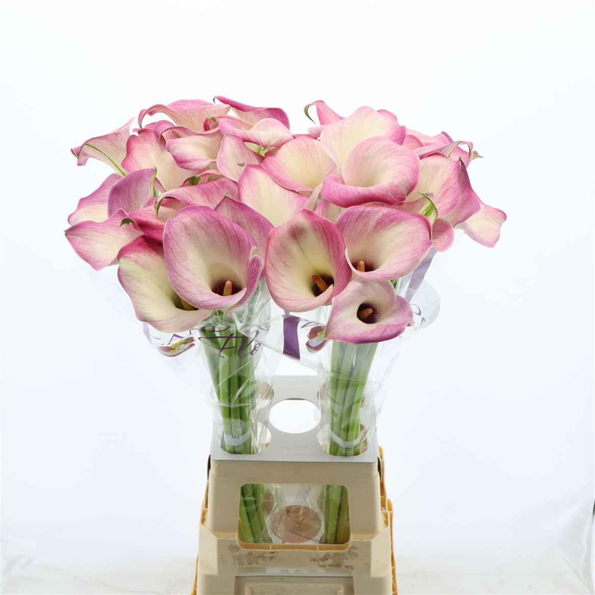 Calla Denver 80cm