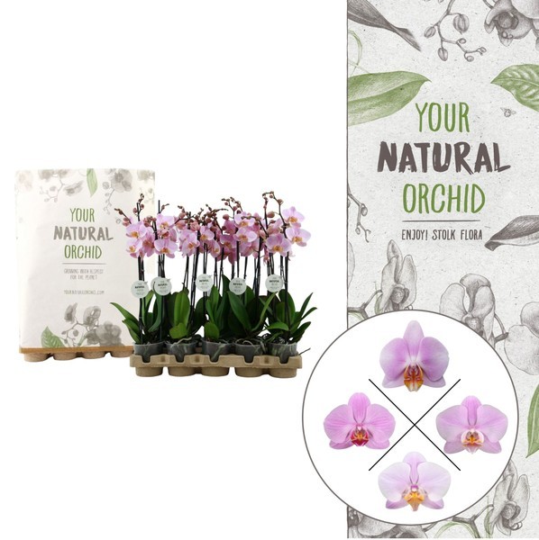 P. Phalaenopsis Pink Eco 12/60cm x5 2T