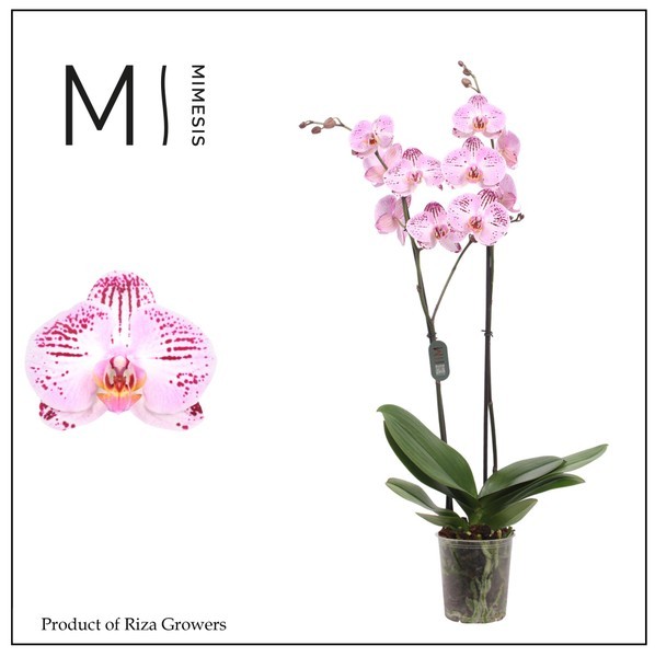 P. Phalaenopsis Cassie 12/70cm x10 2T -Mimesis-