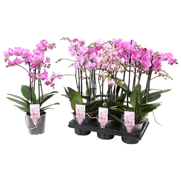P. Phalaenopsis Ov. MF Rosa 12/39cm x10 3T