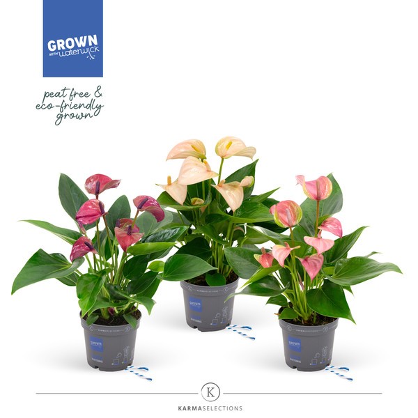 P. Anthurium An Mixto 12/40cm x10
