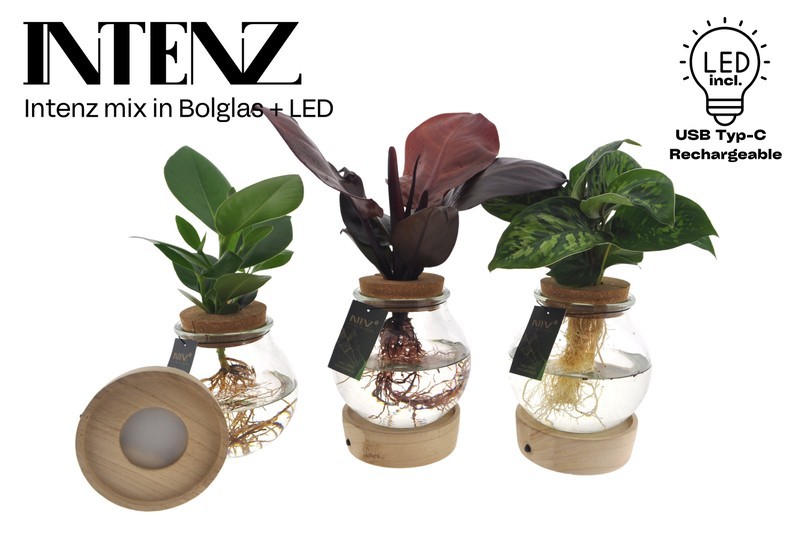 P. Hydroponic Plants 12/30cm "CC3" -Luz Led-