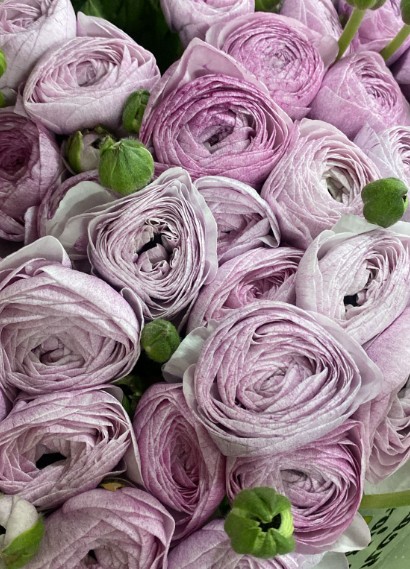 Ranunculos Italia "Cloni Extra" Nebbia 45cm