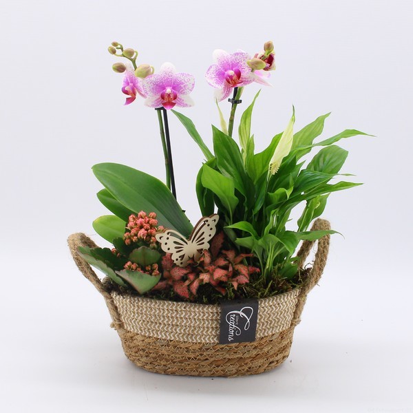 P. Composicin Planta Phalaenopsis Rosa 24/40cm x4