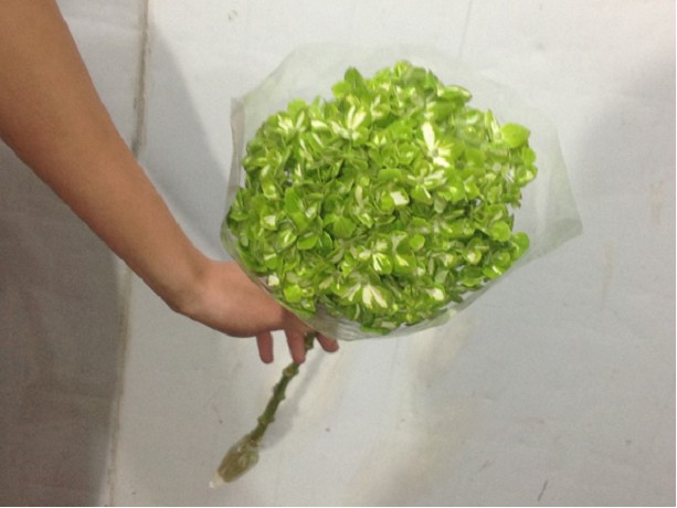 Hortensia Premium Esmeralda Sasha 60cm 17/18