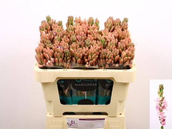 Nardos Hol. Pink Sapphir 80cm Rs.