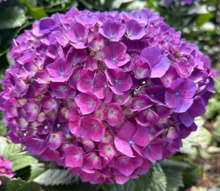Hortensia Premium Morada 60cm 17/18