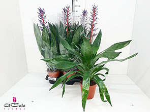 P. Aech Blue Rain 15/65cm x6