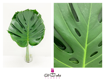 Philodendro Monstera Nac. Grande "Chipiona"