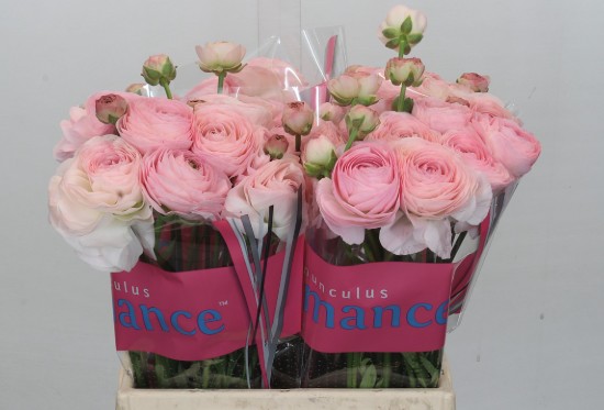 Ranunculos Hol. Romance Seine 40cm 35gr