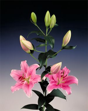 Oriental Hol. Rs. Sorbone 85cm 5 fl.