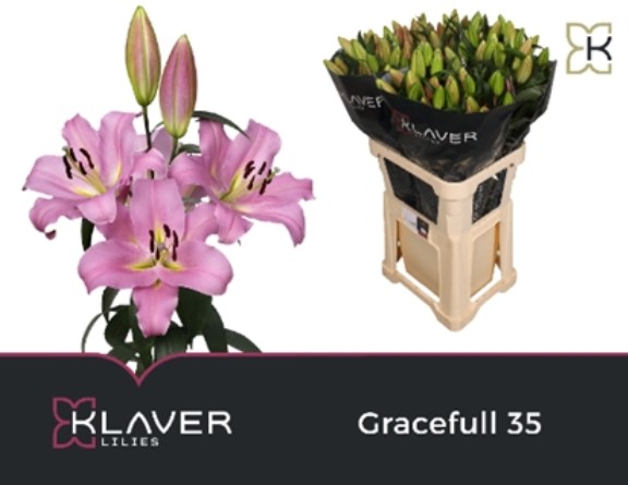 Oriental Hol. Rs. Gracefull 95cm 3/4 flores
