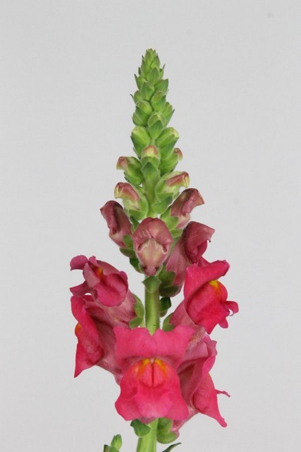 Antirrhinum Hol. Cool Rose 80cm