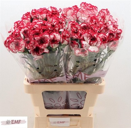 Clavel Hol. 60cm Bacarat Bi.