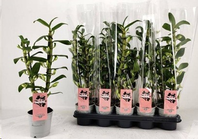 P. Orq. Dendrobium N.S.C Apollon 12/45cm x10 2T